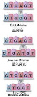 单基因突变+肿瘤突变负荷+免疫细胞浸润文章套路-生信自学网