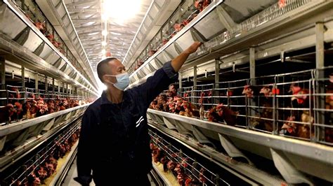 巩留：现代化养鸡场助力乡村产业振兴