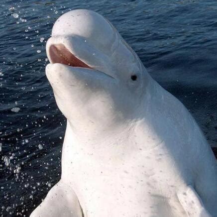 珠海长隆3头新生小白鲸迎新春|白鲸|鲸豚|长隆_新浪新闻