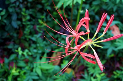 彼岸花的花语是什么？彼岸花的寓意和象征-花卉百科-中国花木网
