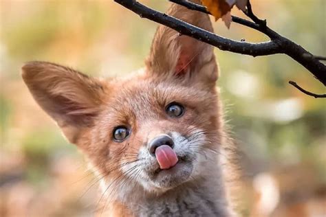 狐狸喜欢吃什么食物 —【发财农业网】
