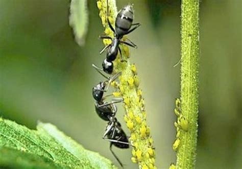 工蚁和蚁王、蚁后有什么区别