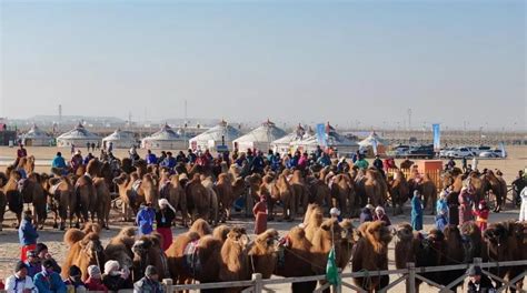阿拉善右旗人民政府网 全旗动态 万峰驼那达慕大会 不容错过的骆驼文化盛宴