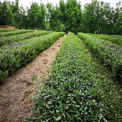 红茶绿茶,山东茶叶批发，济宁祥河茶业有限公司