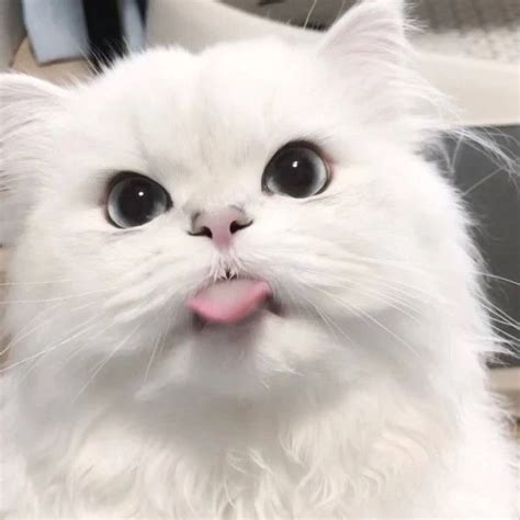 非主流特效猫猫头像