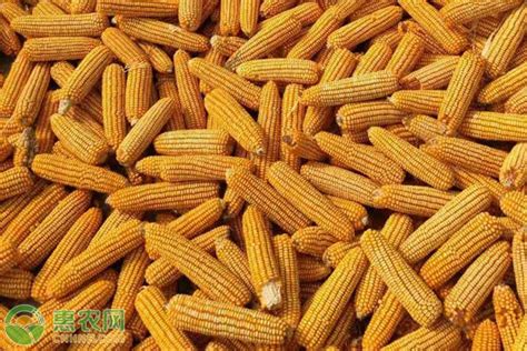 今日玉米价格多少钱一斤？2020年10月30日玉米价格行情分析 - 惠农网