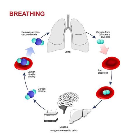 Blood Oxygen Level; all you need to know: - Torontek