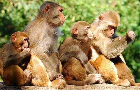 猴子种类和图片大全,猴子品种名称及图片,各种猴子的图片及名称_大山谷图库