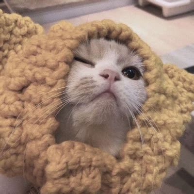非主流头像小猫