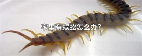 蜈蚣炸熟了还有毒吗，没了但不可以经常吃 — 莱格养生网