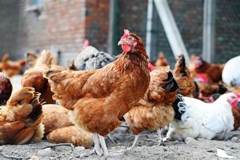 【养殖户如何给鸡喂水，才能达到最佳的效果?| 为了保证养殖鸡的健康成长】_傻大方