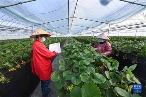 龙头企业推进草莓产业升级 助力百姓共富 - 中国网
