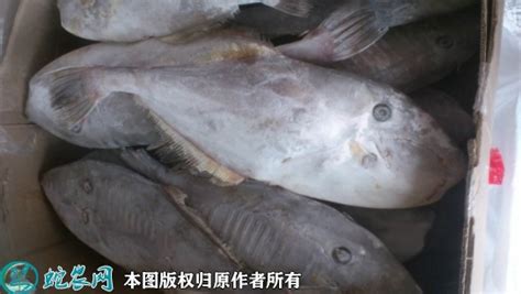 江苏苏州地方传统名菜松鼠桂鱼