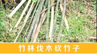 [信息时报] 林农因竹而富 广东广宁林下经济融合创新发展