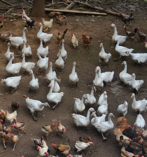 乡村农民养殖家禽喂鸡高清图片下载-正版图片501652081-摄图网