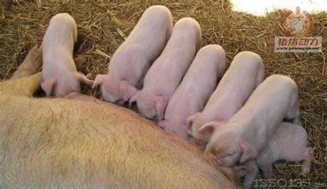如何护理待产母猪和新生仔猪？_母猪_中国保健养猪网