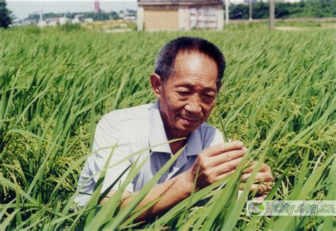 中国文化｜“90”后袁老与他的杂交水稻 - 文化旅游 - 云桥网