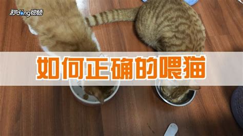 猫为什么一直发出咕噜咕噜的声音 – 中国宠物网