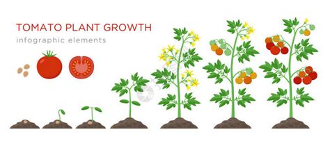 茄子从种子到成熟蔬菜在上分离的植物上的生长过程茄子生长阶段平面设计中的植物生命周期插画图片下载-正版图片402413553-摄图网