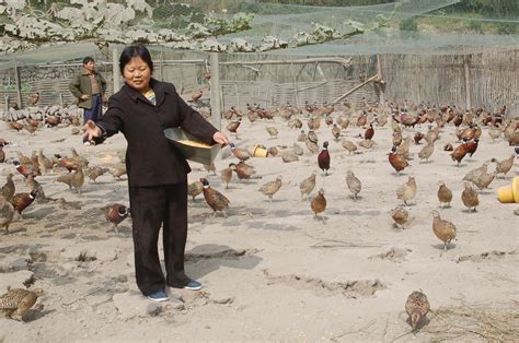 绿壳蛋鸡 - 鸡品种大全 - 鸡病专业网