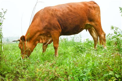 黄牛养殖利润与成本 湖北黄石肉牛养殖基地