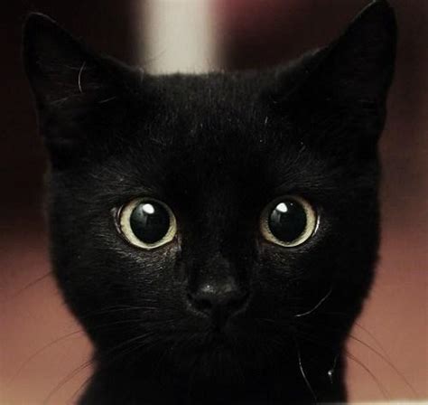 有哪些好看的黑猫头像? - 知乎