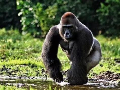 金刚，史前大猩猩为救美女大战巨蜥_腾讯视频