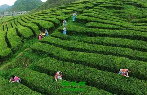 湄潭荣膺“贵州茶产业第一县”-贵州旅游在线