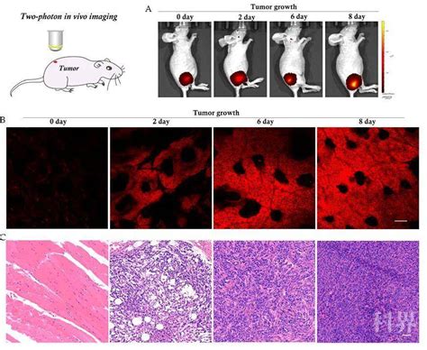 PS科研绘图-肝癌小鼠肿瘤免疫-5|节课_新浪新闻