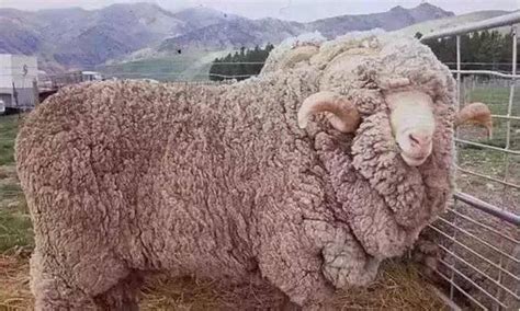 山西首次引进国外优质种羊品种 东弗里生种绵羊-搜狐大视野-搜狐新闻