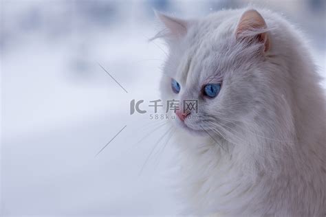 白色神圣的野生白猫在高清图片下载-正版图片502975930-摄图网