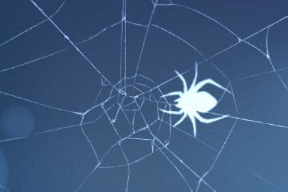 女人梦见蜘蛛是胎梦吗 有什么预兆-十二星座网