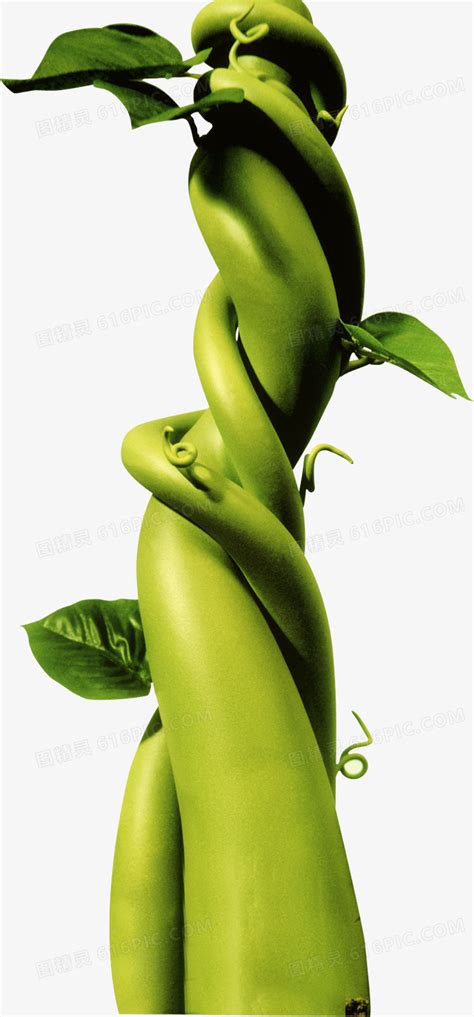 绿色绿藤植物png图片免费下载-素材7Xxkeegka-新图网