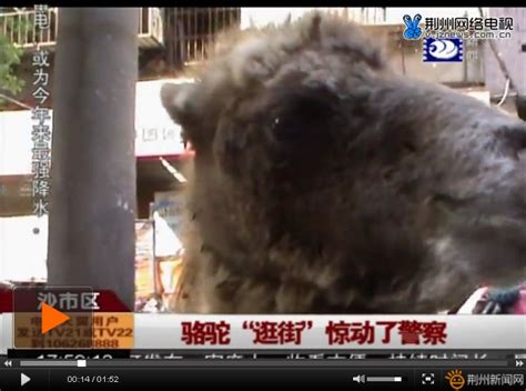 骆驼迷路跑到闹市区 江汉南路上市民都来看稀奇-新闻中心-荆州新闻网