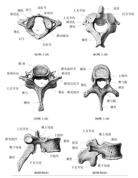 椎骨结构图图片