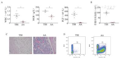 再生障碍性贫血小鼠模型中免疫活化T细胞动力学研究