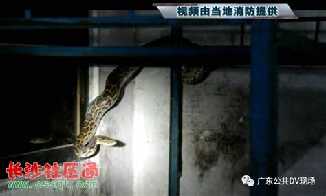 两米长蟒蛇深夜潜伏进家里 广东中山男子吓得不轻_视频_长沙社区通