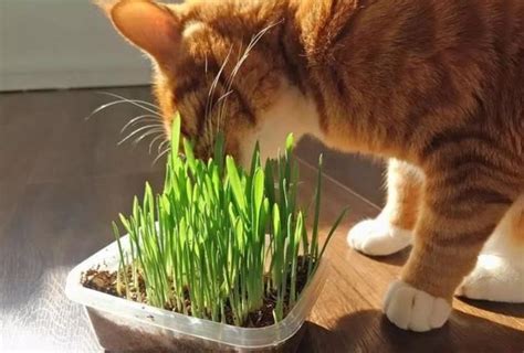 为什么要给猫吃猫草？猫草与猫薄荷的区别_养猫知识__宠物猫网