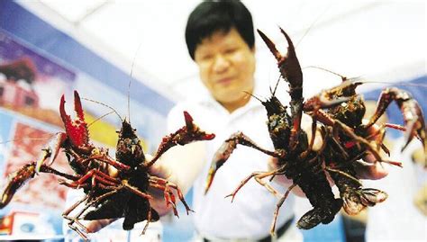 湖北潜江：一只小龙虾“蹦”出180亿元大产业_手机凤凰网
