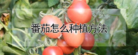 西红柿打尖去叶方法 —【发财农业网】