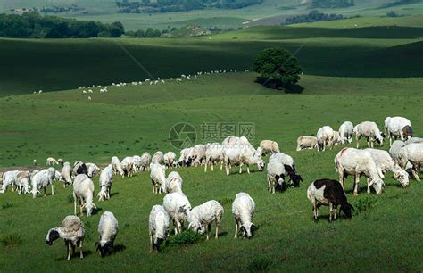 草原上的牛羊高清图片下载-正版图片501244367-摄图网