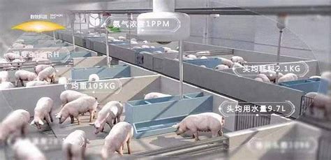 内江首家智能化猪场_养猪信息网_这里总有您需要的猪业资讯_广东省养猪行业协会主办
