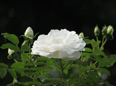 白蔷薇别名,白蔷薇,白蔷薇图_大山谷图库