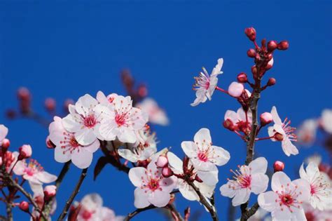 红梅迎春-新闻中心-温州网