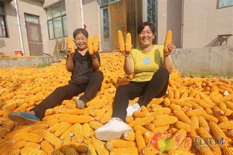 拥民肥惠农心（25）：玉米丰收季之众口齐夸好玉米-原河北农民报官网