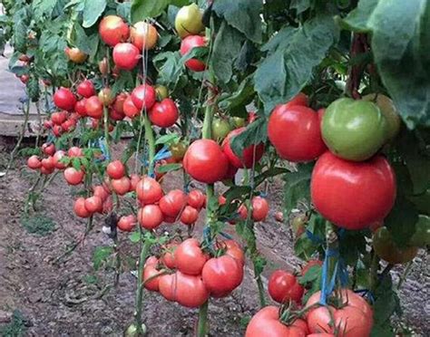 日光温室番茄栽培技术与病虫害防治技术研究