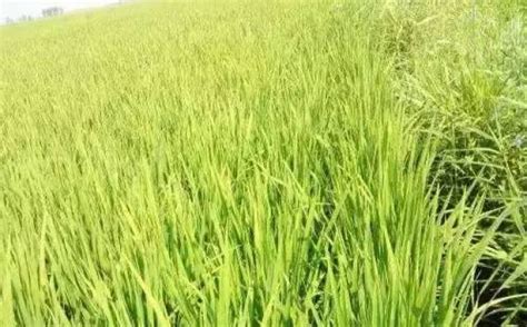 水稻图片高清图片下载-正版图片500102943-摄图网