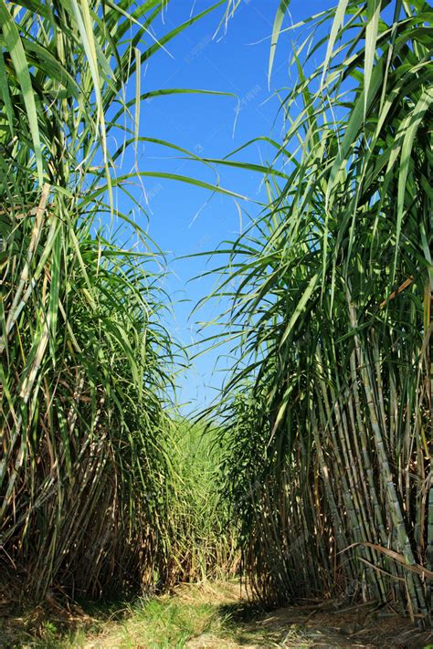 种植技术：种植甘蔗拔节重点时期的四大管理要点！|甘蔗|拔节期|要点_新浪新闻