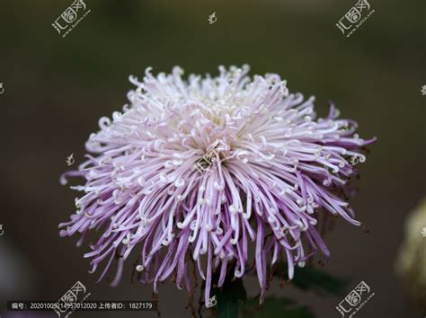 紫色菊花,花卉,植物花草,摄影,汇图网www.huitu.com