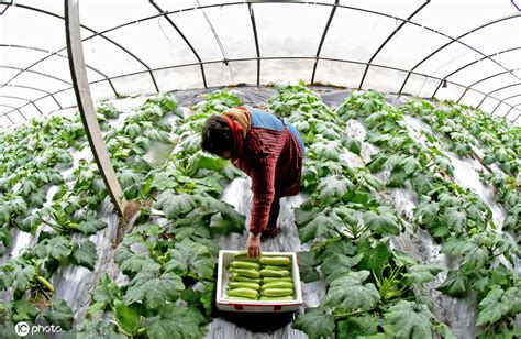 江苏连云港扩种万亩蔬菜 力保市场供应